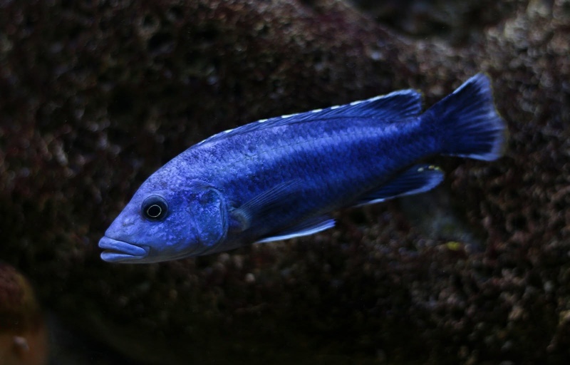 Melanochromis kaskazini 'Ngwasi'